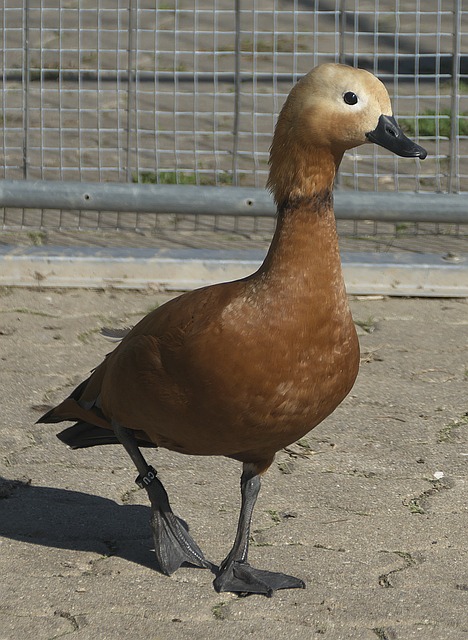悬念