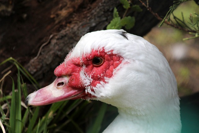 马竞方面对 马竞方面对